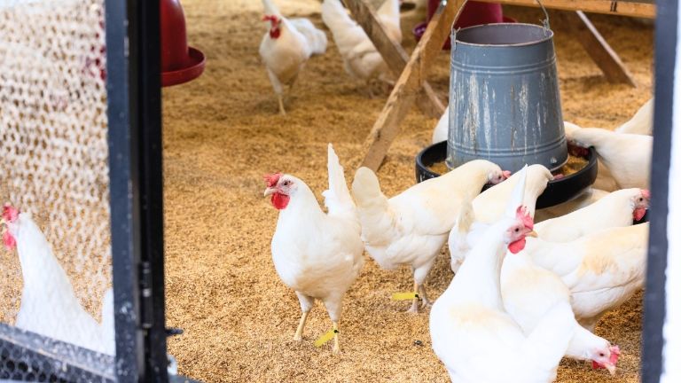 Case study: Applications of RFID tags in livestock management