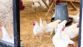 RFID tags in livestock