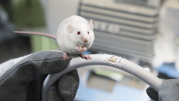 Rodent‑proof wire protection with cable protection sleeves