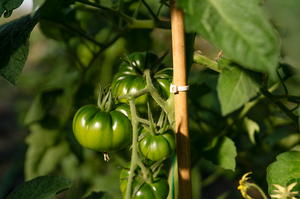 The biodegradable T80R cable tie secures a tomato plant to a bamboo stick.