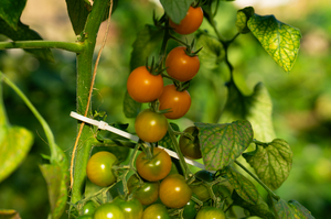 A tomato plant tied to a natural twine, additionally secured with a biodegradable T80R cable tie.