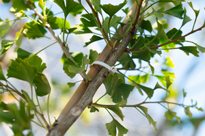 The biodegradable T80R cable tie secures a young tree to a bamboo stick.