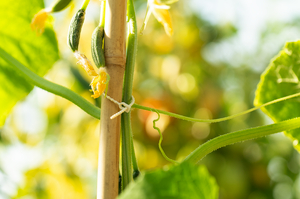 The biodegradable and reusable RS1 cable tie secures a cucumber plant to a bamboo stick.
