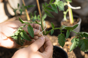 The biodegradable and reusable RS1 cable tie in use for the cultivation of young tomato plants.